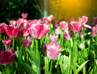 Pink tulips flower blooming blossom with sunshine morning in the botanic garden.