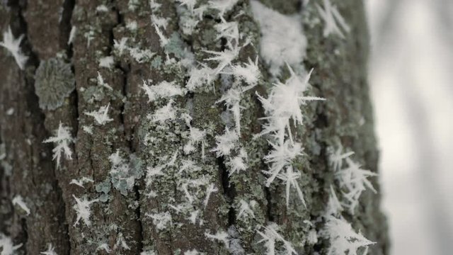 Large hoarfrost or rime or frost needles on frozen tree trunk in winter forest