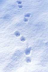 Animal tracks in the snow