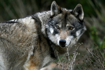 Europäischer Wolf (Canis lupus lupus) - gray wolf © bennytrapp