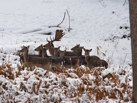 Damwildrudel im Schnee