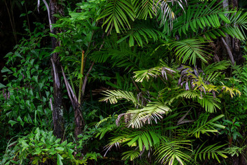 Forest growth trees,nature green trees rainforest for background