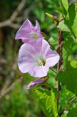 Field bindweed (lat. Convolvulus arvensis)