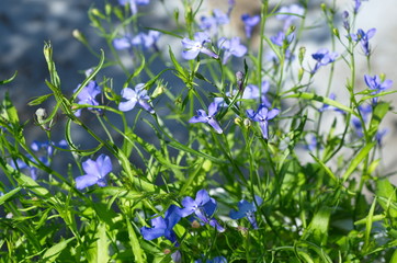Blue Lobelia blooms in the garden