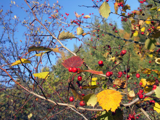 a lot of red hawthorn berries, which grows on the autumn Bush