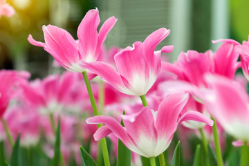 Fototapeta premium Pink tulips flower blooming blossom with sunshine morning in the botanic garden.