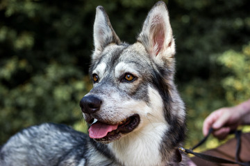 Well detailed Picture of a beautiful, fluffy and lovely white and grey puppy of siberian husky, watching focused away and smiling. The background is blurred. This samoyed has a big ears and tongue