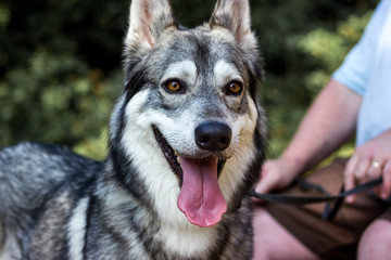Well detailed Picture of a beautiful, fluffy and lovely white and grey puppy of siberian husky, watching focused away and smiling. The background is blurred. This samoyed has a big ears and tongue