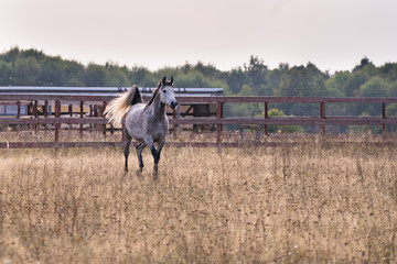 Horse galloping