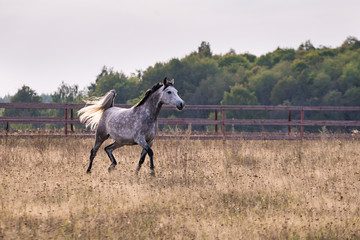 Horse galloping