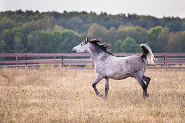 Horse in a paddock