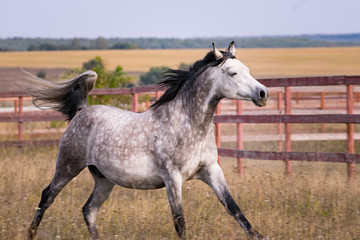Obraz na płótnie Canvas Horse running