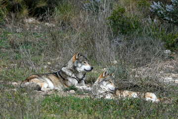 Wolf (Canis lupus lupus) - gray wolf