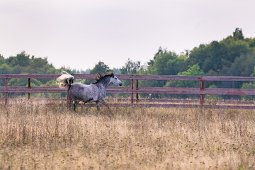 Horse running