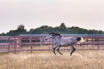 Horse galloping