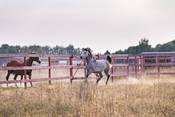 Two horses on the ranch