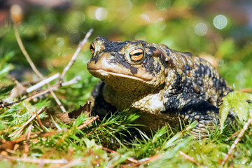 European toad in spring