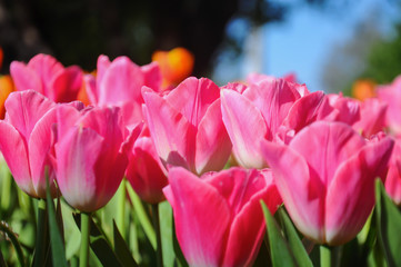 Close up of pink tulips lit by sunlight