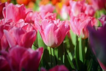 Obraz premium Close up of tulips lit by sunlight