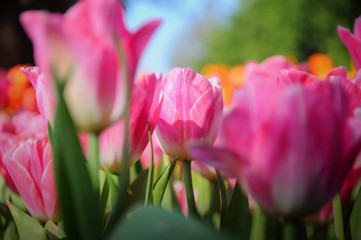 Pink tulips lit by sunlight