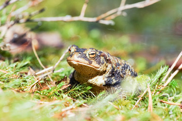 European toad in spring
