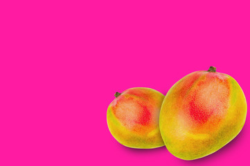 Pair of whole ripe mango on pink background with copy space for your text