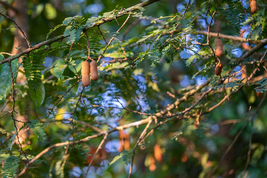 Fresh tamarind fruit on tree. Tropical tamarind tree. Raw tamarind on tree in Thailand 