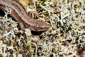 viviparous lizard 
