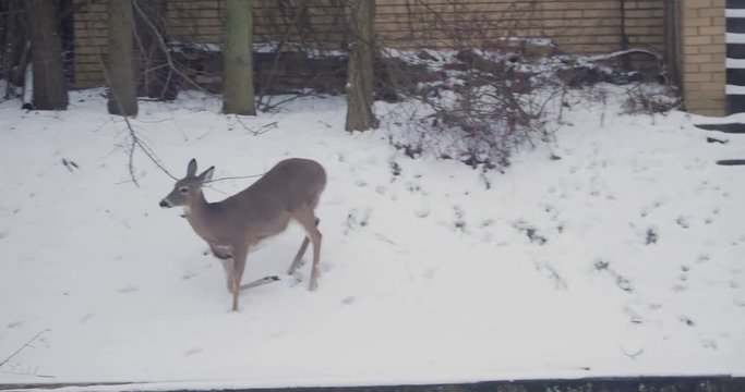 An injured deer hobbles across a residential street in the winter. Pittsburgh suburbs.  	