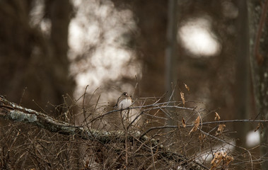 Dark-eyed junco perched on a fallen branch with the winter forest in the background