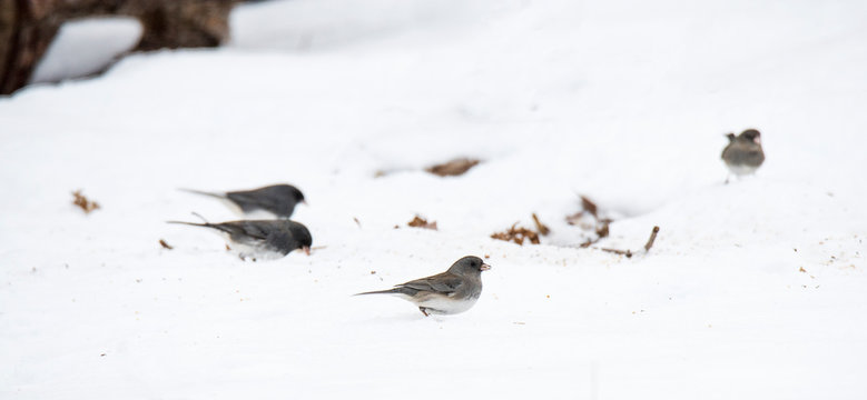 Flock of dark-eyed juncos looking for food on the snow