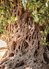 old olive tree with olives for oil production