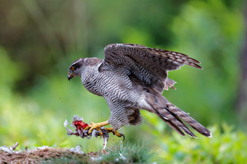Northern goshawk eating a pigeon in the forest in the Netherlands