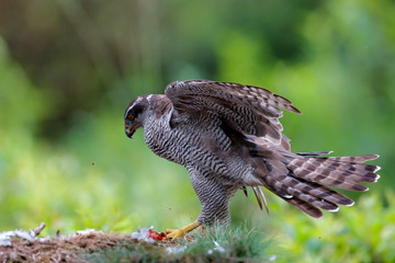 Northern goshawk eating a pigeon in the forest in the Netherlands