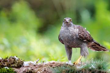 Northern goshawk eating a pigeon in the forest in the Netherlands