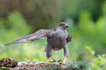 Northern goshawk eating a pigeon in the forest in the Netherlands