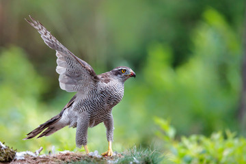 Northern goshawk eating a pigeon in the forest in the Netherlands