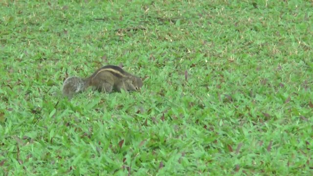 Streifenh&ouml;rnchen in einer Hotelanlage auf Sri Lanka