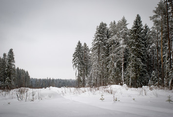 Winter forest picture. Lot of snow and beauty russian nature