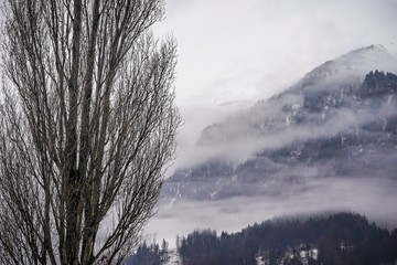 fog in the mountains with an isolated tree as foreground