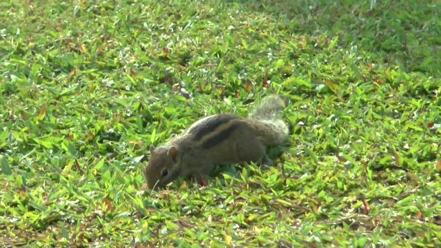 Streifenh&ouml;rnchen in einer Hotelanlage auf Sri Lanka