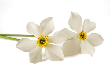 Fototapeta na wymiar White daffodils flowers