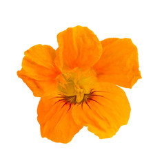 Nasturtium  flower