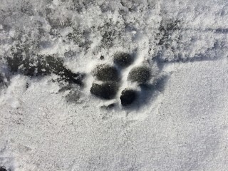 dog paw print in the snow