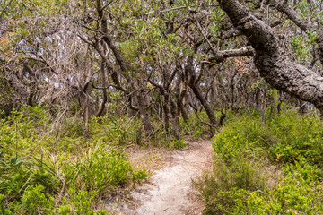 Wanderweg - Bouddi Costal Walk