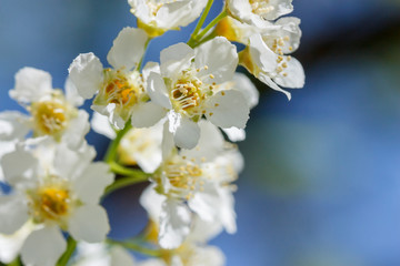 Cherry flowers close-up branch outdoors