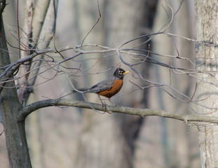 American Robin