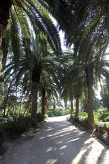 Obraz na płótnie Canvas Beautiful palm garden-Carthage-Tunisia