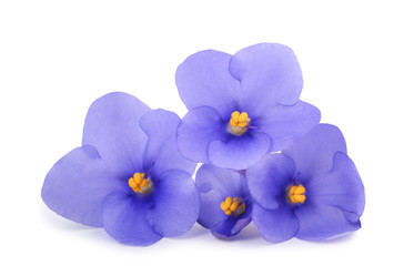 Fototapeta na wymiar Saintpaulia (African violets)