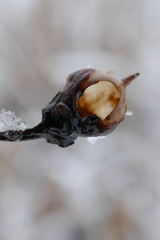 Ice, Winter & Nature